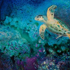 Coral Reef Turtle